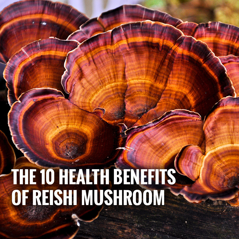 The 10 Health Benefits of Reishi Mushroom