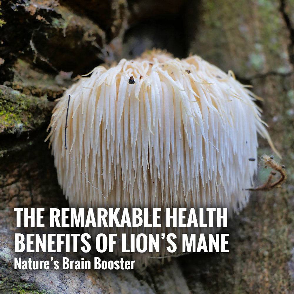 The Remarkable Health Benefits of Lion’s Mane: Nature’s Brain Booster