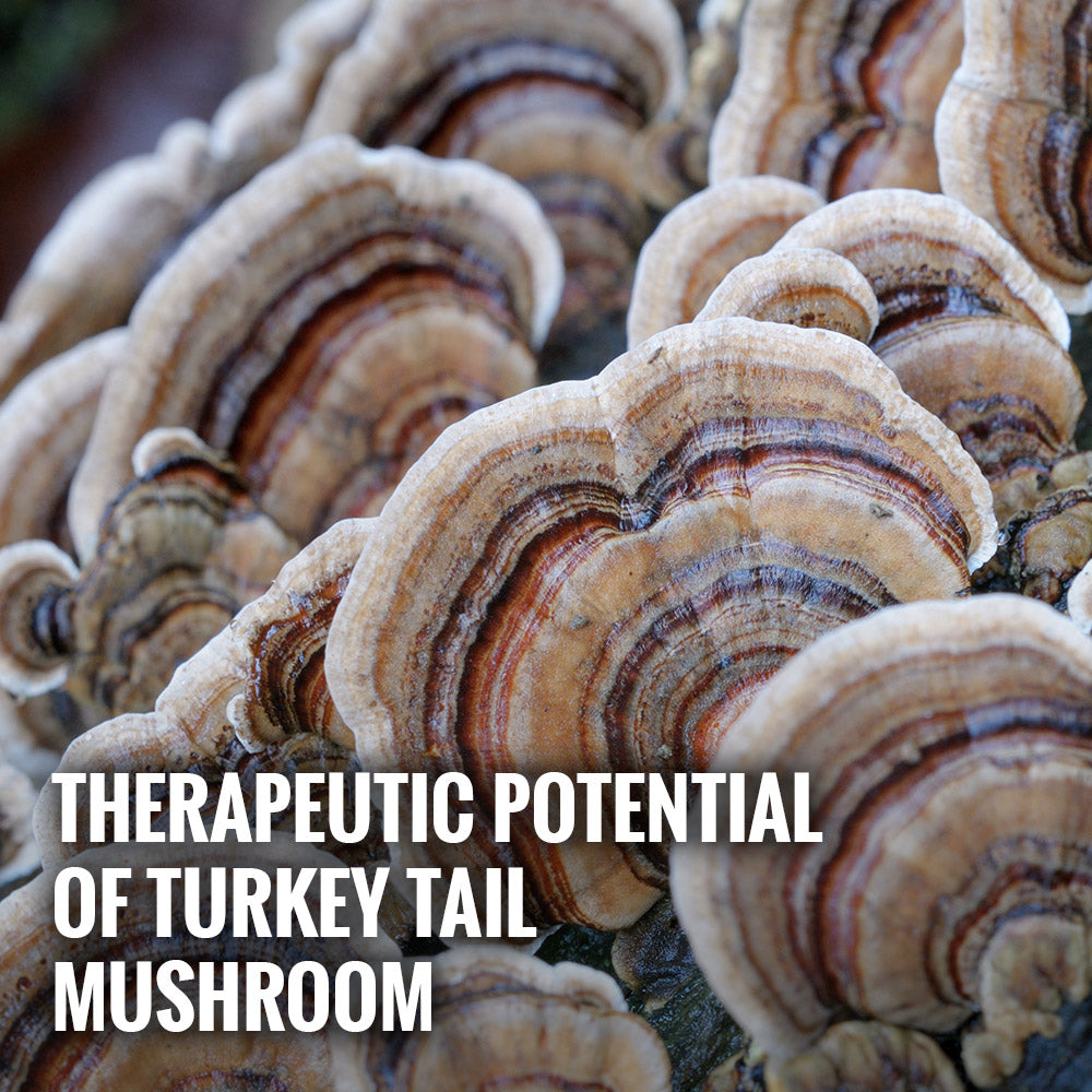 Therapeutic Potential of Turkey Tail Mushroom: A Complete Guide